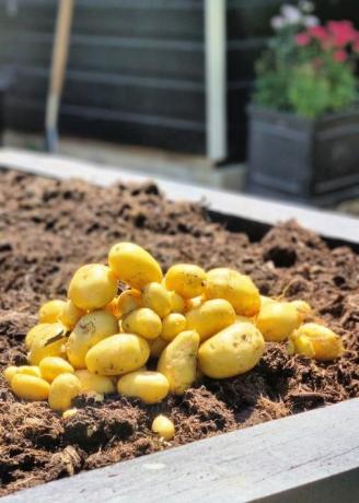 πώς να καλλιεργήσετε πατάτες