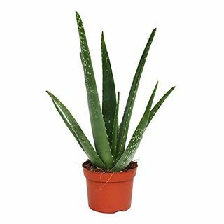 Φυτό Aloe Vera 