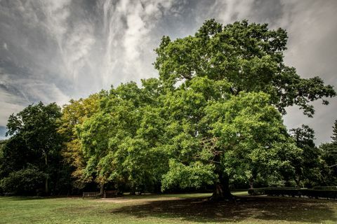 Gilwell δρυός - Δέντρο της Χρονιάς - Woodland Trust - Martyn Milner WTML