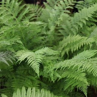 Athyrium filix-femina