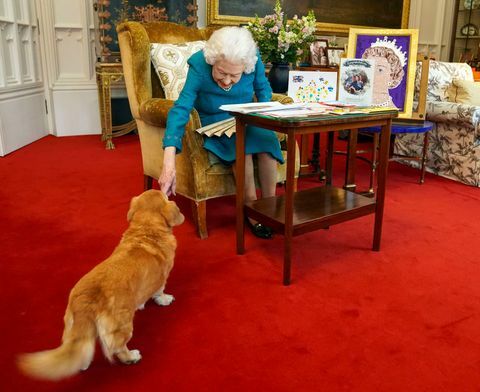 Windsor, Αγγλία 04 Φεβρουαρίου, η βασίλισσα Ελισάβετ II συνοδεύεται από ένα από τα σκυλιά της, έναν ντόργκι που ονομάζεται καραμέλα, καθώς βλέπει μια επίδειξη αναμνηστικών από το χρυσό και πλατινένιο της Ιωβηλαίοι στο δωμάτιο βελανιδιάς στο κάστρο του Windsor στις 4 Φεβρουαρίου 2022 στο Windsor, Αγγλία, η βασίλισσα έκτοτε έχει ταξιδέψει στο κτήμα της στο Σάντριγχαμ όπου παραδοσιακά περνάει η επέτειος της άνοδός της στο θρόνο, στις 6 Φεβρουαρίου, μια συγκλονιστική μέρα, καθώς είναι η ημερομηνία που πέθανε ο πατέρας της, ο βασιλιάς Γεώργιος Βί, το 1952 φωτογραφία από τον Steve Parsons wpa poolgetty εικόνες