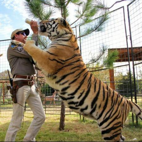 joe εξωτικό gw zoo tiger king