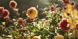 πώς να βοηθήσετε τον κήπο σας να επιβιώσει από τον καύσωνα