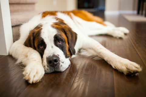 ένας κουρασμένος σκύλος Saint Bernard χαλαρώνει σε ένα ξύλινο πάτωμα σε εσωτερικό χώρο