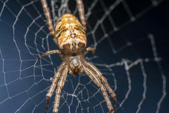 Cardinal Spider, επιστημονική ονομασία Tegenaria Parietina κάθεται στον ιστό της, ιστός σε εστίαση από το πλάι