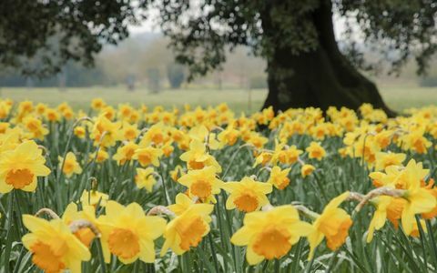 Κοντινό πλάνο των daffodils αυξάνεται στον κήπο στο Wimpole Estate, Cambridgeshire. © Εθνικές Εικόνες Trust Justin Minns