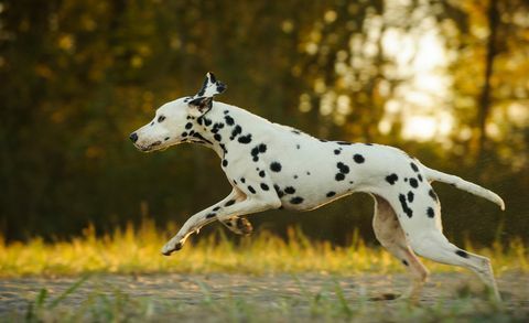 Πλάγια όψη της λειτουργίας Dalmation