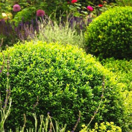 Χειμώνας Gem Boxwood ζωντανό φυτό