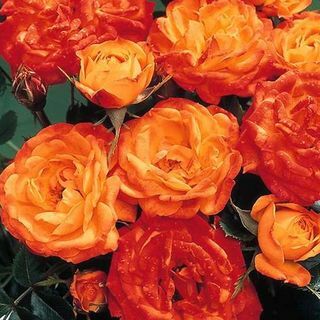 Irish Eyes' Bush Rose - Κατσαρόλα 4L