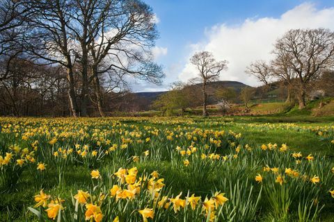 Βόρεια Υόρκη Μαύρες - Farndale daffs c Mike Nicholas