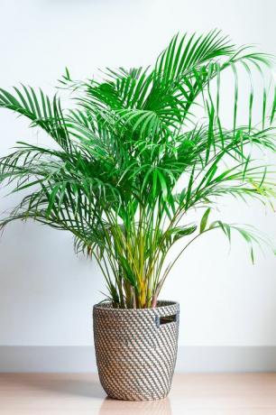 δημοφιλή φυτά εσωτερικού χώρου areca palm, chrysalidocarpus lutescens, σε ένα ψάθινο καλάθι, απομονωμένο μπροστά από έναν λευκό τοίχο σε ένα ξύλινο πάτωμα