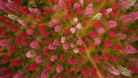 Αρώματα ροδάκινου στο Deyang της επαρχίας Sichuan