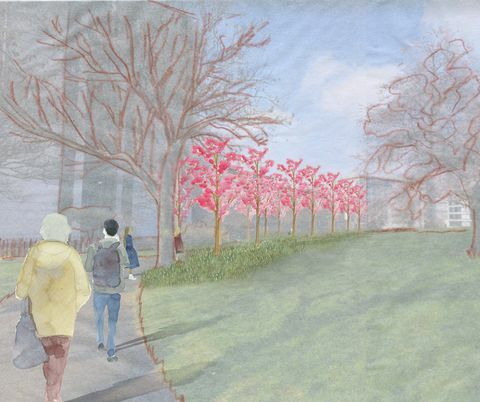 άνθη κερασιάς κατά μήκος ενός δρόμου στο Νότιγχαμ στο προτεινόμενο σχέδιο