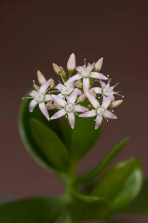 crassula ovata με λουλούδια, γνωστά ως φυτό νεφρίτη, δέντρο φιλίας, τυχερό φυτό ή δέντρο χρημάτων