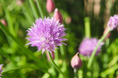 Σχοινόπρασο (Allium schoenoprasum) σε λουλούδια