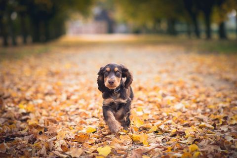 Cocker spaniel κουτάβι που τρέχει μέσα από τα φθινοπωρινά φύλλα