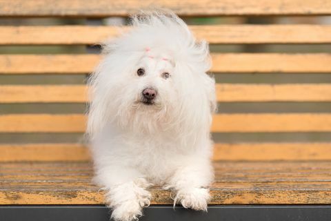 Bichon havanese σκυλάκι στο γλάσο