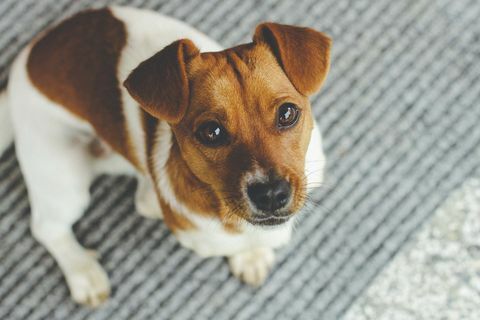 Jack Russell - τα καλύτερα σκυλιά για εργασία από το σπίτι