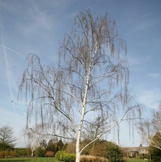 Ασημένια σημύδα – Betula pendula