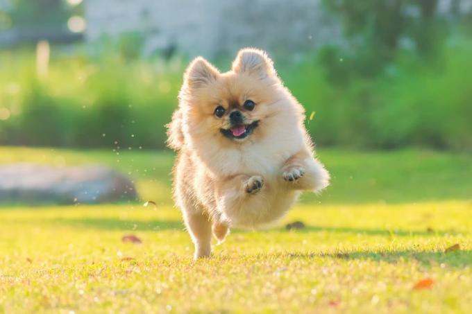 χαριτωμένα κουτάβια Pomeranian μικτής ράτσας πεκινέζικο σκύλο τρέχουν στο γρασίδι με ευτυχία