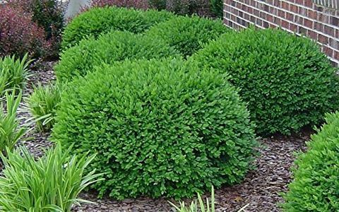 Πράσινο βελούδο Boxwood Live Plant