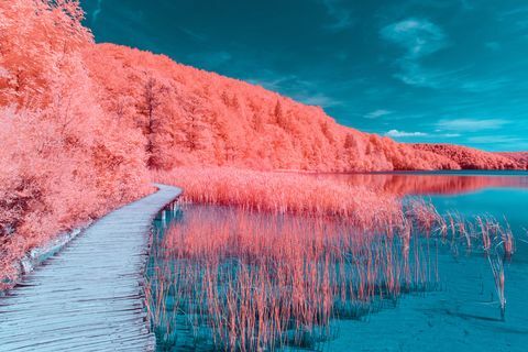 Adobe Stock για Pantone Χρώμα της Χρονιάς 2019 - Living Coral