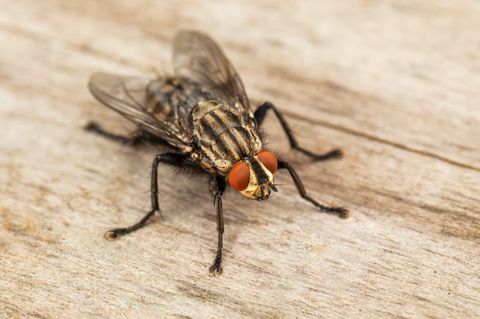 Πώς να απαλλαγείτε από τις μύγες του σπιτιού