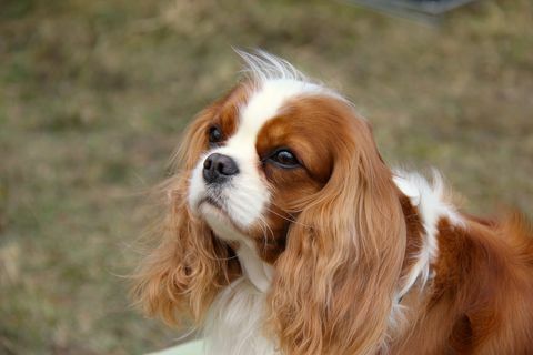 κοντινό πλάνο του υπεροπτικού βασιλιά charles spaniel στο γήπεδο