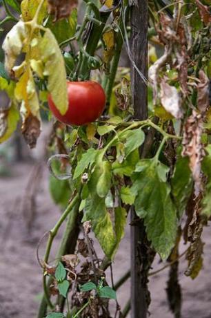 κόκκινη ώριμη ντομάτα στο μαραμένο φυτό στο φυτικό κήπο