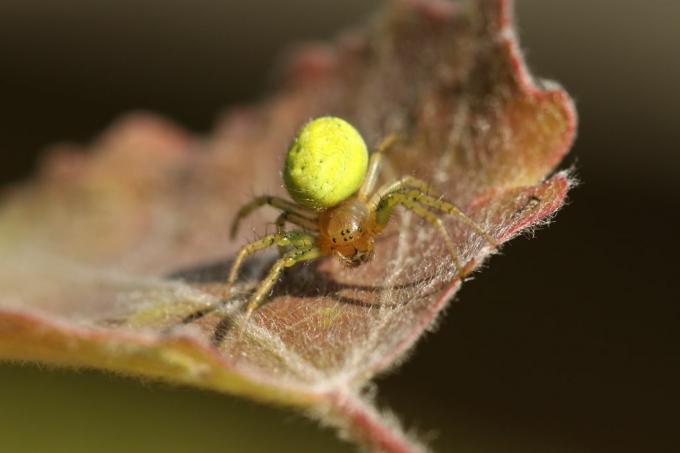 uk spiders – αγγουράκι πράσινη σφαίρα αράχνη