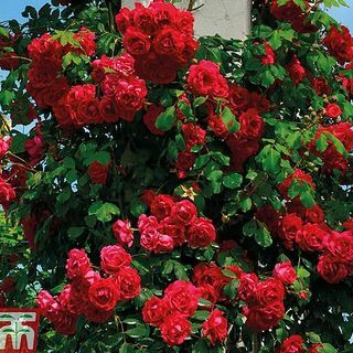 Rose 'Paul's Scarlet' (Αναρρίχηση) Rosa