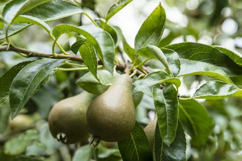 Σούπερσετ σπίτι με ένδοξους κήπους προς πώληση