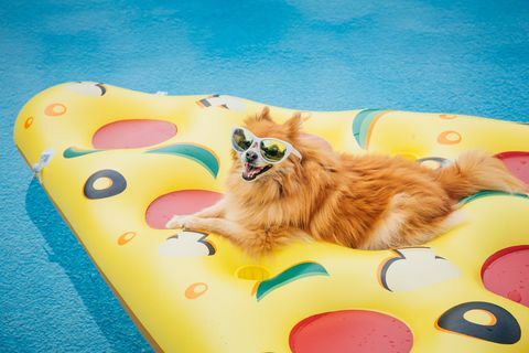 σκύλος pomeranian στην πισίνα float dog φορώντας γυαλιά ηλίου, σκύλος στις διακοπές, επιπλέει σε μια πισίνα σε ένα Εννοιολογική εικόνα σχεδία πισίνας σε σχήμα πίτσας για χαλάρωση, εργατική ημέρα, ημέρα μνήμης, τέταρτη Ιουλίου και καλοκαίρι διασκέδαση
