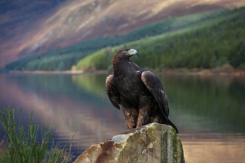 χρυσός αετός στο εθνικό πάρκο Cairngorms, Σκωτία, Ηνωμένο Βασίλειο