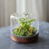 Rainforest Terrarium