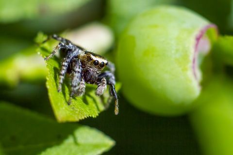 Πορτραίτο ενός αρέσκου αράχνη (Salticus scenicus)