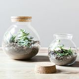 Κλεισμένο μπολ του Terrarium