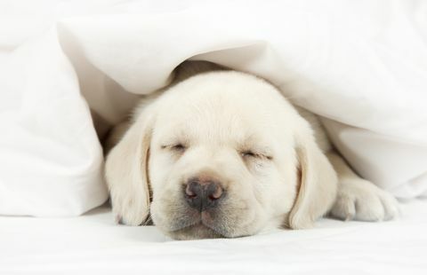 Labrador κουτάβι κοιμάται σε ένα κρεβάτι