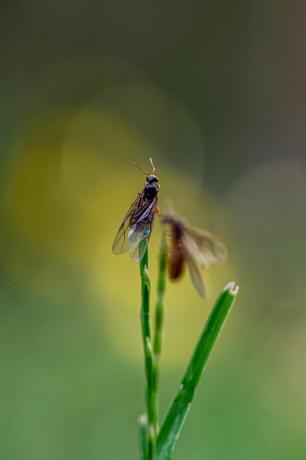 κίτρινο μυρμήγκι λιβαδιού, lasius flavus, βασίλισσες που αναδύονται από το έδαφος για να πετάξουν για να ξεκινήσουν τη νέα φωλιά