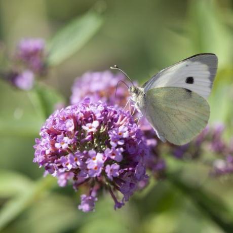 μικρή λευκή πεταλούδα, pieris rapae, γνωστή και ως λάχανο λευκή πεταλούδα, που τρέφεται με νέκταρ από ένα λουλούδι buddleja