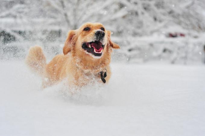 Σκύλος Γκόλντεν Ριτρίβερ που τρέχει στο φρέσκο ​​χιόνι