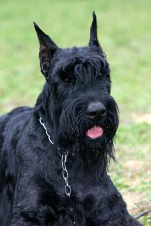 γιγαντιαίο schnauzer - τα καλύτερα σκυλιά φύλακα