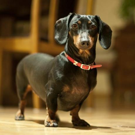 πορτρέτο του dachshund