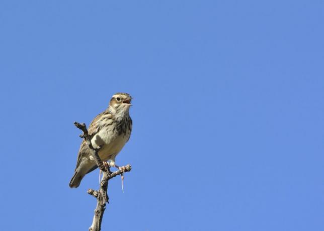 Woodlark (Lullula arborea) στο κλαδί