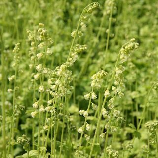 Tellima grandiflora