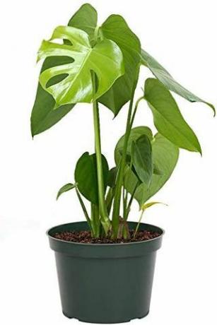 Monstera Deliciosa, δοχείο 6 ιντσών