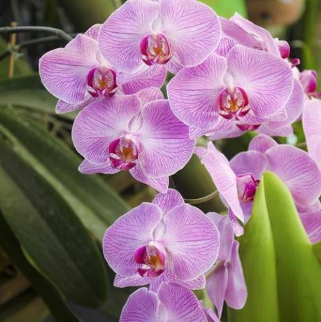 ορχιδέες με ροζ ρίγες phalaenopsis