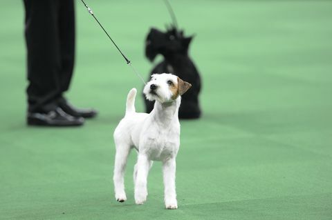 the Westminster kennel club dog show " the 140th ετήσιο westminster kennel club dog show" στην πλατεία Μάντισον Κήπος στην πόλη της Νέας Υόρκης την Τρίτη 16 Φεβρουαρίου 2016 εικονογραφημένη φωτογραφία parson russell terrier από τον brad barketusa δίκτυο