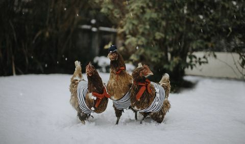 τρεις πραγματικές κότες ντυμένες με γαλλικές στολές