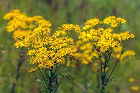 Κίτρινο ανθίζοντας κοινή ragwort από κοντά